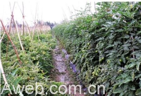 如何防治西紅柿黃化卷葉病毒病