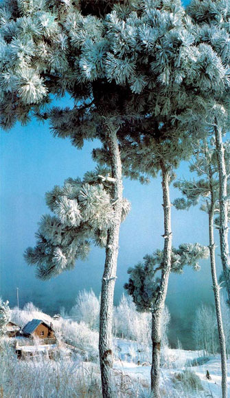 二龍山雪松
